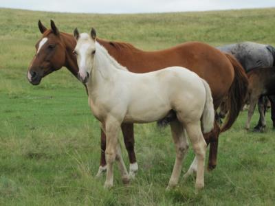 Docs Sonic Drift JW<br>AQHA X0715828